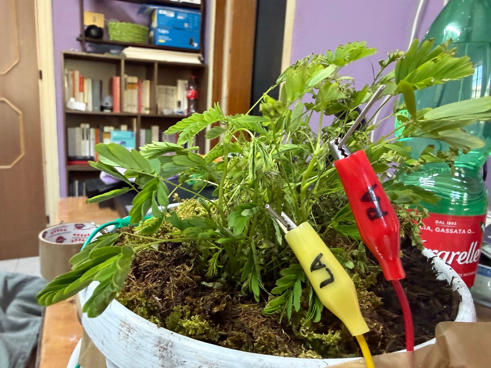 Elettrodi collegati a una Mimosa pudica durante lo sviluppo dell’installazione.